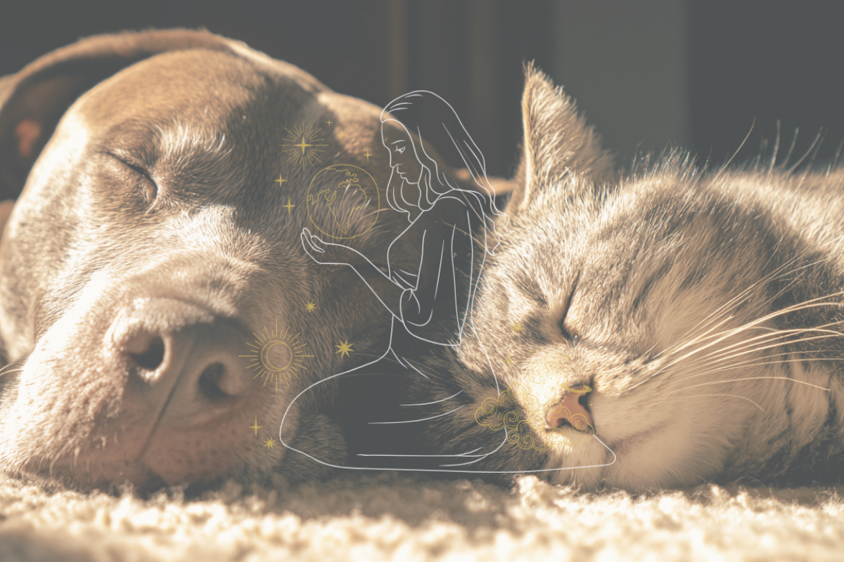 ¿Tu mascota tiene alma? Lo que descubrí al abrir sus Registros Akáshicos